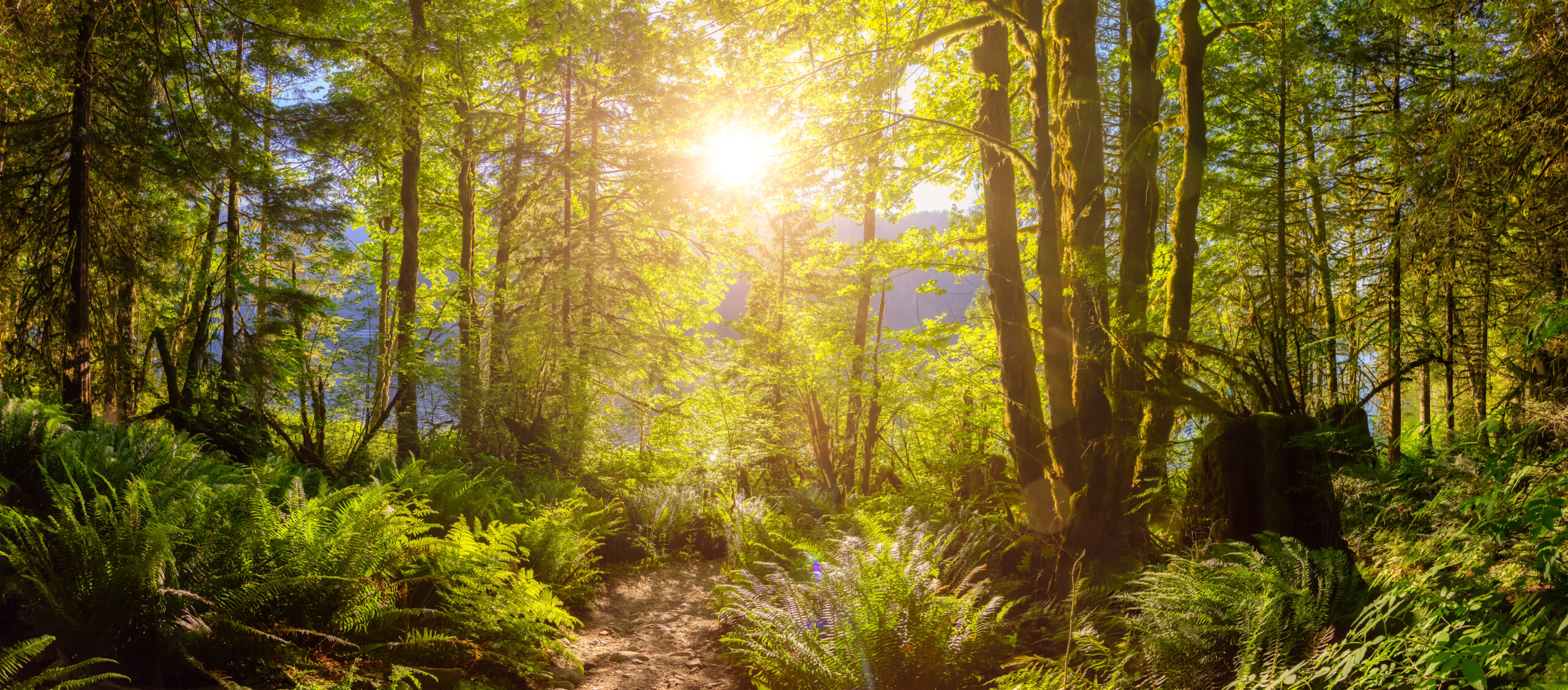 about-02 Panoramic View Of Hiking Path In Green And Vibrant 2026 03 24 00 30 13 Utc Scaled