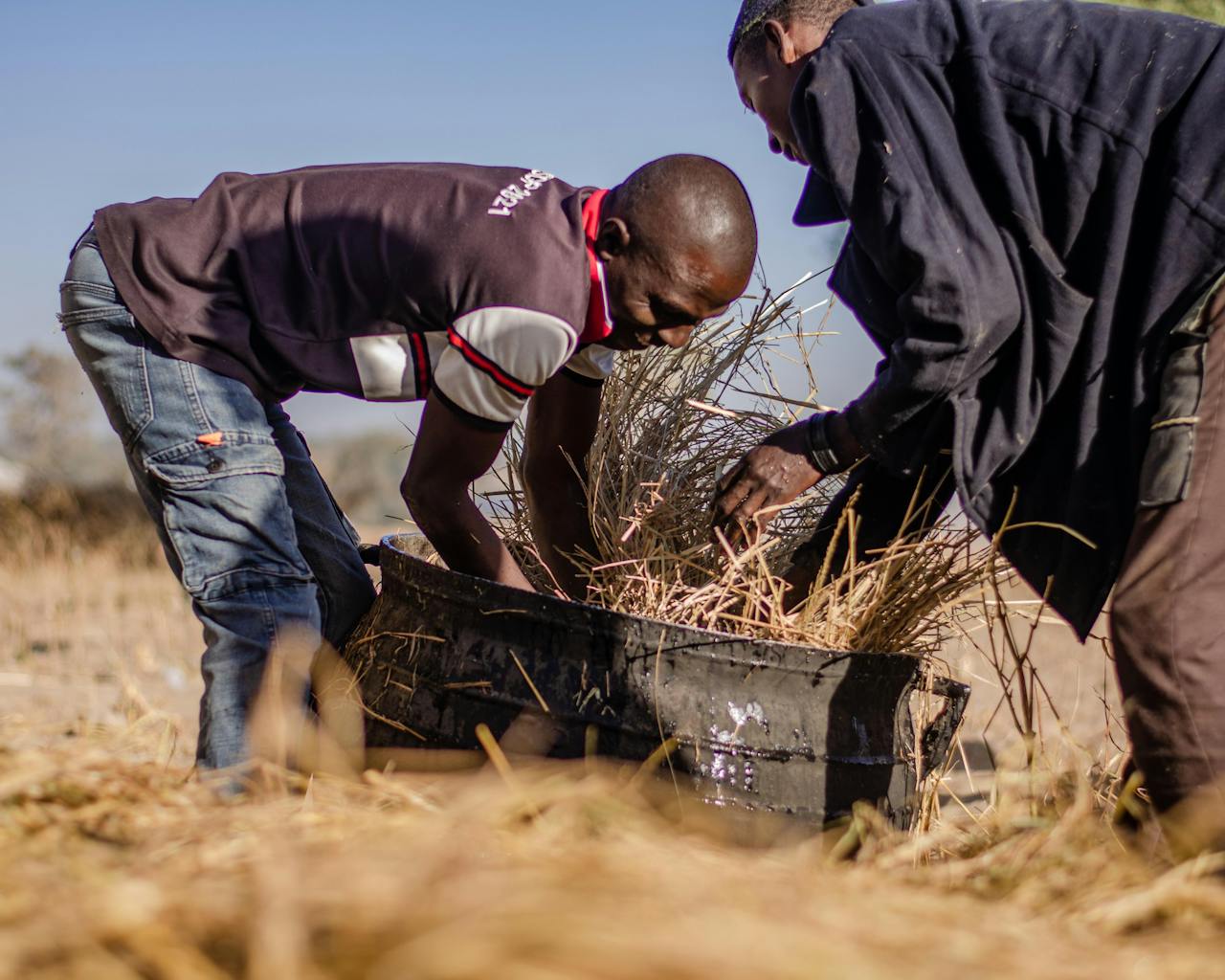 about-05 Two men gather crops into a container on a sunny day, working together in a rural field.